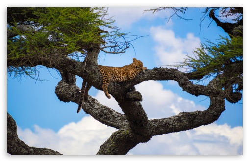 Leopard Sleeping in a Tree UltraHD Wallpaper for UHD 16:9 ; HD 16:9 ; UltraWide 21:9 24:10 ; Widescreen 16:10 ; Fullscreen 3:2 ; Tablet 1:1 ; Mobile 9:16 9:19.5 9:20 9:21 9:22 ;