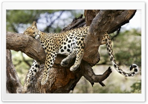 Leopard Sleeping In Tree Ultra HD Wallpaper for 4K UHD Widescreen desktop, tablet & smartphone