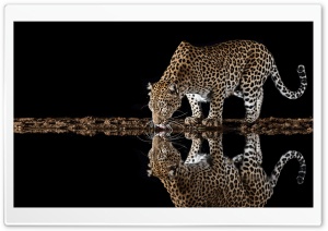 Leopard, Wild, Animal, Reflection, Drinking, Water, Thirsty 4K UHD Wallpaper for Widescreen and UltraWide Desktop, UltraHD TV, Smartphone, Tablet