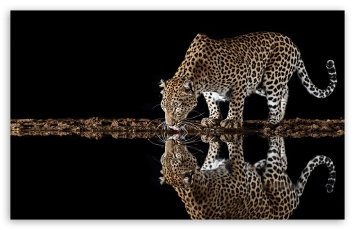 Leopard, Wild, Animal, Reflection, Drinking, Water, Thirsty UltraHD Wallpaper for UHD 16:9 ; HD 16:9 ; UltraWide 21:9 24:10 ; Widescreen 16:10 5:3 ; Fullscreen 4:3 5:4 3:2 ; Tablet 1:1 ; Mobile 9:16 9:19.5 9:20 9:21 9:22 10:16 2:3 3:5 3:4 ;