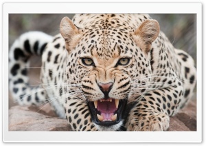 Leopard, Wildlife Ultra HD Wallpaper for 4K UHD Widescreen desktop, tablet & smartphone