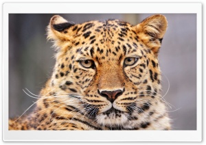 Leopard With A Bored Look Ultra HD Wallpaper for 4K UHD Widescreen desktop, tablet & smartphone
