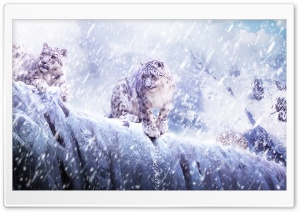 Leopards In The Snow Ultra HD Wallpaper for 4K UHD Widescreen desktop, tablet & smartphone