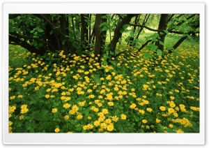 Leopardsbane Flowers Scotland Ultra HD Wallpaper for 4K UHD Widescreen desktop, tablet & smartphone