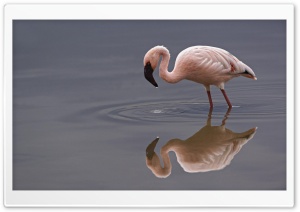 Lesser Flamingo Lake Nakuru National Park Kenya Ultra HD Wallpaper for 4K UHD Widescreen desktop, tablet & smartphone