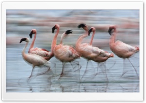 Lesser Flamingos In Motion Lake Nakuru National Park Kenya Africa Ultra HD Wallpaper for 4K UHD Widescreen desktop, tablet & smartphone