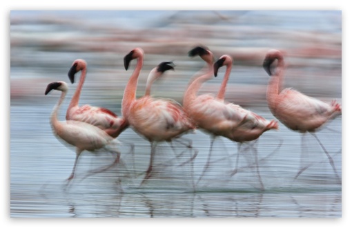 Lesser Flamingos In Motion Lake Nakuru National Park Kenya Africa UltraHD Wallpaper for 8K UHD TV 16:9 Ultra High Definition 2160p 1440p 1080p 900p 720p ; Widescreen 16:10 5:3 WHXGA WQXGA WUXGA WXGA WGA ; Fullscreen 4:3 3:2 UXGA XGA SVGA DVGA HVGA HQVGA ( Apple PowerBook G4 iPhone 4 3G 3GS iPod Touch ) ;