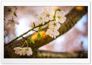 Let The Cherry Blossoms Bloom Ultra HD Wallpaper for 4K UHD Widescreen desktop, tablet & smartphone