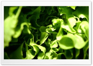Lettuce Macro Ultra HD Wallpaper for 4K UHD Widescreen desktop, tablet & smartphone