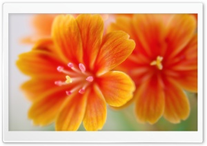 Lewisia Ultra HD Wallpaper for 4K UHD Widescreen desktop, tablet & smartphone