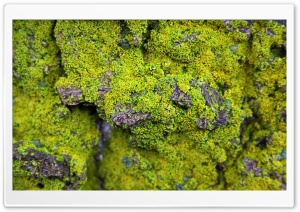 Lichens On Rock Ultra HD Wallpaper for 4K UHD Widescreen desktop, tablet & smartphone
