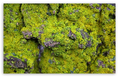 Lichens On Rock UltraHD Wallpaper for Wide 16:10 5:3 Widescreen WHXGA WQXGA WUXGA WXGA WGA ; 8K UHD TV 16:9 Ultra High Definition 2160p 1440p 1080p 900p 720p ; UHD 16:9 2160p 1440p 1080p 900p 720p ; Standard 4:3 5:4 3:2 Fullscreen UXGA XGA SVGA QSXGA SXGA DVGA HVGA HQVGA ( Apple PowerBook G4 iPhone 4 3G 3GS iPod Touch ) ; Smartphone 5:3 WGA ; Tablet 1:1 ; iPad 1/2/Mini ; Mobile 4:3 5:3 3:2 16:9 5:4 - UXGA XGA SVGA WGA DVGA HVGA HQVGA ( Apple PowerBook G4 iPhone 4 3G 3GS iPod Touch ) 2160p 1440p 1080p 900p 720p QSXGA SXGA ;