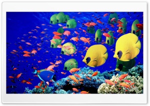 Life Below The Red Sea Egypt Ultra HD Wallpaper for 4K UHD Widescreen desktop, tablet & smartphone