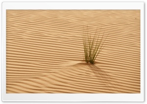 Life in the Dunes Ultra HD Wallpaper for 4K UHD Widescreen desktop, tablet & smartphone