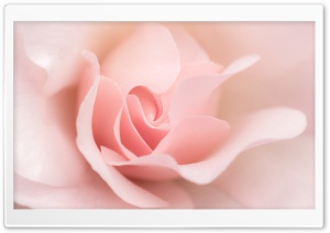 Ligh Pink Rose Macro Ultra HD Wallpaper for 4K UHD Widescreen desktop, tablet & smartphone
