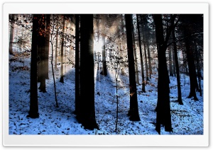 Light Beams In The Forest, Winter Ultra HD Wallpaper for 4K UHD Widescreen desktop, tablet & smartphone