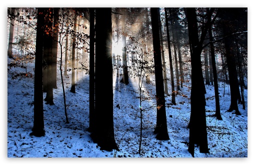 Light Beams In The Forest, Winter UltraHD Wallpaper for HD 16:9 ; Widescreen 16:10 5:3 ; Fullscreen 4:3 5:4 3:2 ; Tablet 1:1 ; Mobile 3:5 3:4 ; Dual 16:10 5:3 4:3 5:4 ;