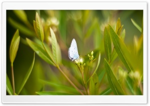 Light Blue Butterfly Ultra HD Wallpaper for 4K UHD Widescreen desktop, tablet & smartphone