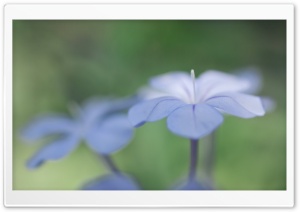 Light Blue Flower Macro Ultra HD Wallpaper for 4K UHD Widescreen desktop, tablet & smartphone