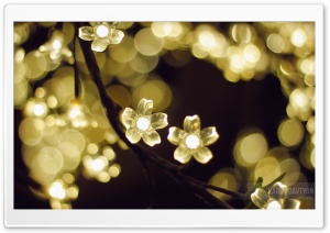 Light Flowers Ultra HD Wallpaper for 4K UHD Widescreen desktop, tablet & smartphone