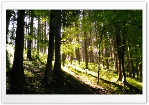 Light in Forest 4K UHD Wallpaper for Widescreen and UltraWide Desktop, UltraHD TV, Smartphone, Tablet