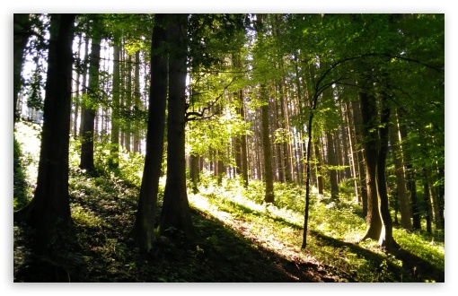Light in Forest UltraHD Wallpaper for HD 16:9 ; UltraWide 21:9 24:10 ; Widescreen 16:10 5:3 ; Fullscreen 4:3 5:4 3:2 ; Tablet 1:1 ; Mobile 9:16 2:3 3:5 3:4 ;