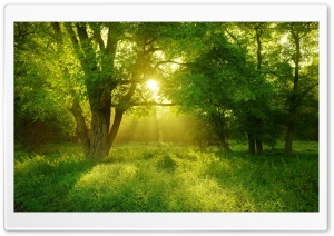 Light in the Forest Ultra HD Wallpaper for 4K UHD Widescreen desktop, tablet & smartphone