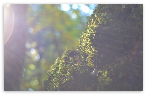 Light on the Moss UltraHD Wallpaper for UHD 16:9 ; HD 16:9 ; Widescreen 16:10 5:3 ; Fullscreen 3:2 ;