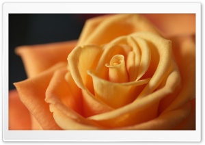 Light Orange Rose Ultra HD Wallpaper for 4K UHD Widescreen desktop, tablet & smartphone