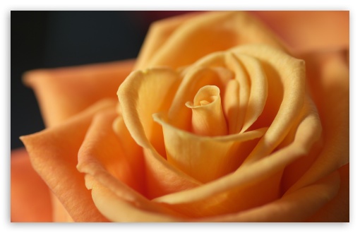 Light Orange Rose UltraHD Wallpaper for Wide 16:10 5:3 Widescreen WHXGA WQXGA WUXGA WXGA WGA ; 8K UHD TV 16:9 Ultra High Definition 2160p 1440p 1080p 900p 720p ; UHD 16:9 2160p 1440p 1080p 900p 720p ; Standard 4:3 5:4 Fullscreen UXGA XGA SVGA QSXGA SXGA ; iPad 1/2/Mini ; Mobile 4:3 5:3 5:4 - UXGA XGA SVGA WGA QSXGA SXGA ;