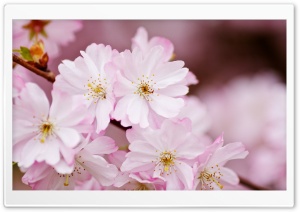 Light Pink Blossom, Tree Flowers, Spring Ultra HD Wallpaper for 4K UHD Widescreen desktop, tablet & smartphone