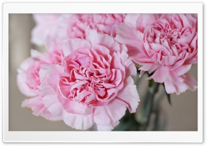 Light Pink Carnations Flowers Ultra HD Wallpaper for 4K UHD Widescreen desktop, tablet & smartphone