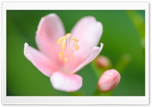 Light Pink Flower, Green Blurry Background Ultra HD Wallpaper for 4K UHD Widescreen desktop, tablet & smartphone