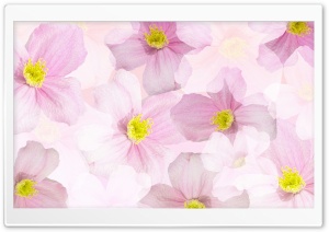 Light Pink Flowers Background Ultra HD Wallpaper for 4K UHD Widescreen desktop, tablet & smartphone