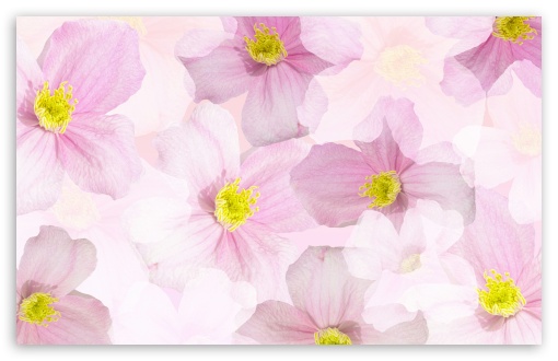 Light Pink Flowers Background UltraHD Wallpaper for UHD 16:9 2160p 1440p 1080p 900p 720p ; 8K UHD TV 16:9 Ultra High Definition 2160p 1440p 1080p 900p 720p ; UltraWide 21:9 24:10 ; Widescreen 16:10 5:3 WHXGA WQXGA WUXGA WXGA WGA ; Fullscreen 4:3 5:4 3:2 UXGA XGA SVGA QSXGA SXGA DVGA HVGA HQVGA ( Apple PowerBook G4 iPhone 4 3G 3GS iPod Touch ) ; Tablet 1:1 ; Mobile 9:16 2:3 3:5 3:4 - ;