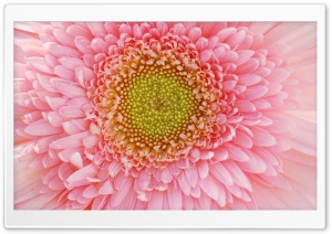 Light Pink Gerbera Ultra HD Wallpaper for 4K UHD Widescreen desktop, tablet & smartphone