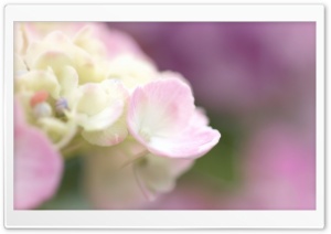 Light Pink Hydrangea Macro Ultra HD Wallpaper for 4K UHD Widescreen desktop, tablet & smartphone