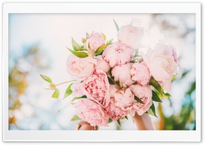 Light Pink Peonies Bouquet Ultra HD Wallpaper for 4K UHD Widescreen desktop, tablet & smartphone