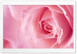 Light Pink Rose Macro Ultra HD Wallpaper for 4K UHD Widescreen desktop, tablet & smartphone