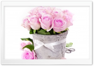 Light Pink Roses Ultra HD Wallpaper for 4K UHD Widescreen desktop, tablet & smartphone