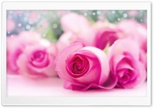 Light Pink Roses Bokeh Ultra HD Wallpaper for 4K UHD Widescreen desktop, tablet & smartphone