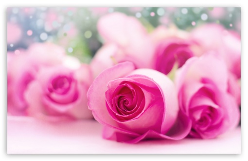 Closeup View Of Bunch Of Pink Roses With Leaves In Bokeh Background 4K HD  Rose Wallpapers | HD Wallpapers | ID #62932