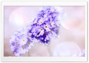 Light Purple Primrose Flowers Ultra HD Wallpaper for 4K UHD Widescreen desktop, tablet & smartphone