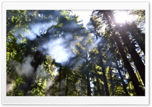 Light Through The Trees Ultra HD Wallpaper for 4K UHD Widescreen desktop, tablet & smartphone