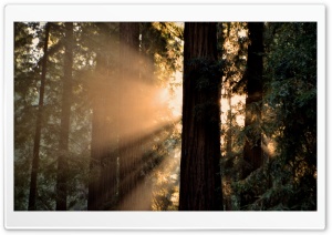 Light through the trees Ultra HD Wallpaper for 4K UHD Widescreen desktop, tablet & smartphone