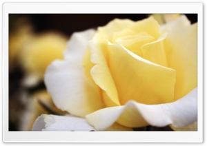Light Yellow Rose Ultra HD Wallpaper for 4K UHD Widescreen desktop, tablet & smartphone