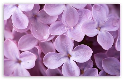 Lilac UltraHD Wallpaper for UHD 16:9 ; HD 16:9 ; UltraWide 32:10 ; Widescreen 16:10 5:3 ; Fullscreen 4:3 5:4 3:2 ; Tablet 1:1 ; Mobile 3:4 ; Dual 16:10 5:3 ;