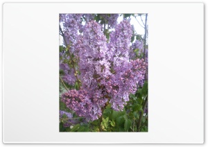 Lilac 4K UHD Wallpaper for Widescreen and UltraWide Desktop, UltraHD TV, Smartphone, Tablet