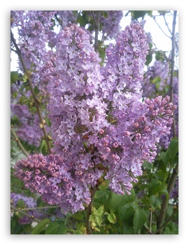 Lilac UltraHD Wallpaper for Mobile 3:4 ;