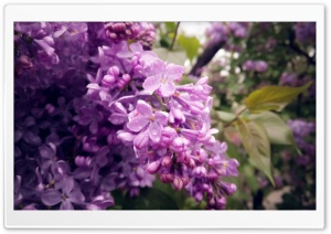 Lilac Ultra HD Wallpaper for 4K UHD Widescreen desktop, tablet & smartphone